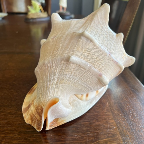 Cassis Cornuta Queen Horned Helmet Shell - Picture 3 of 16